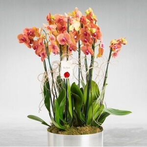 Alev Renk  Orkideler