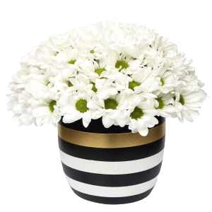 Vazoda Beyaz Papatya